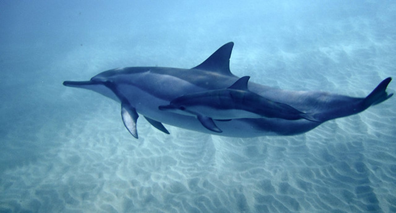 dolphins