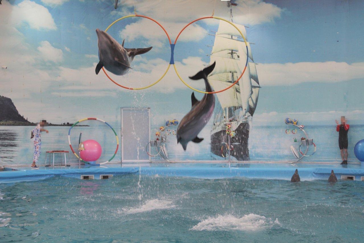 Imagem aérea de um tanque onde golfinhos são mantidos em cativeiro