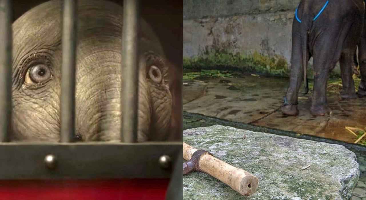 dumbo_elefante_sofrimento