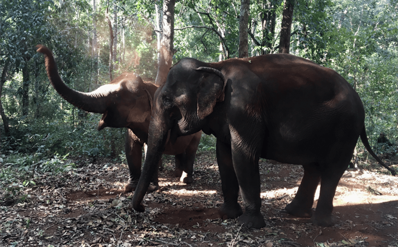 Elefantes passeiam livremente no santuário Elephant Valley Project, no Cambodia