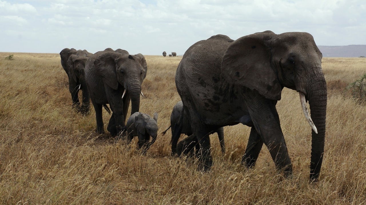 Dois elefantes adultos na natureza, um deitado e outro em pé, com as trombas entrelaçadas