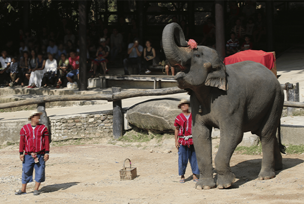 Elefante durante apresentação de espetáculo com truques