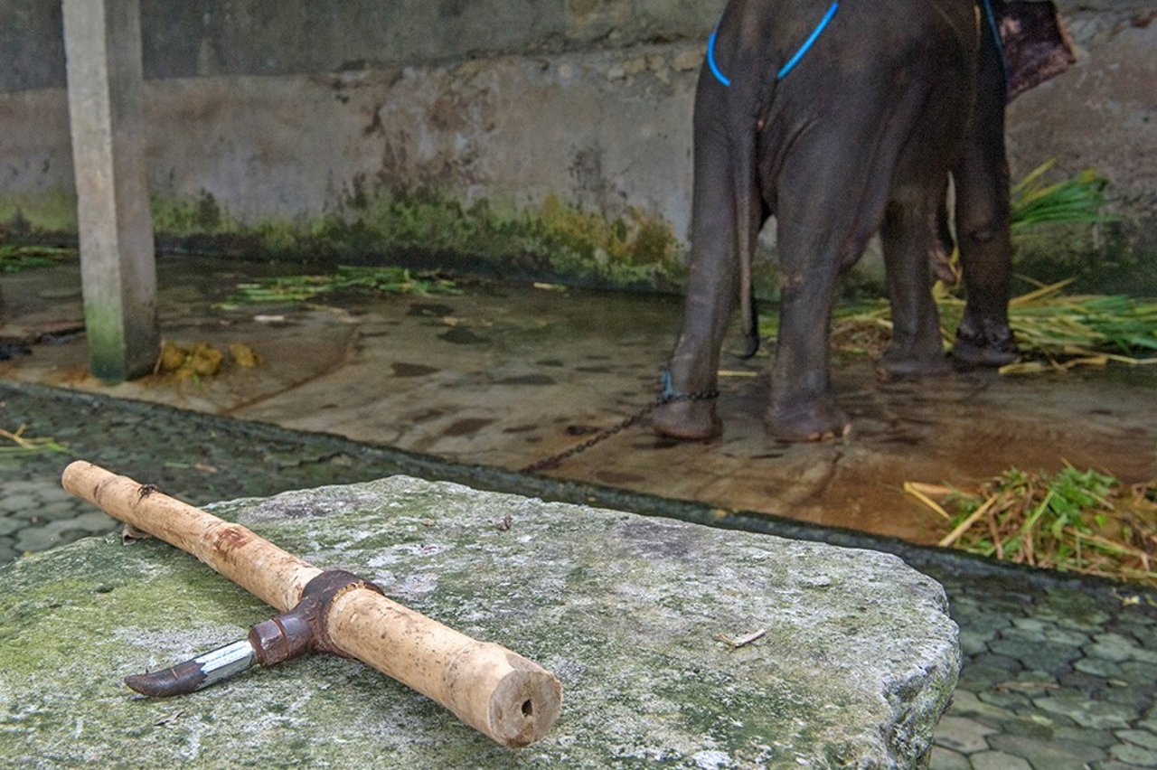 elephant_hook_cruel