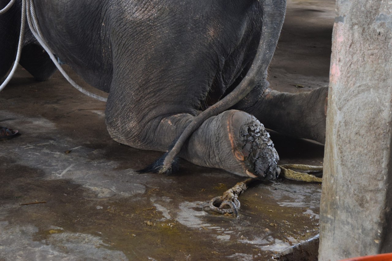 elephant_kneeling_with_sore_foot