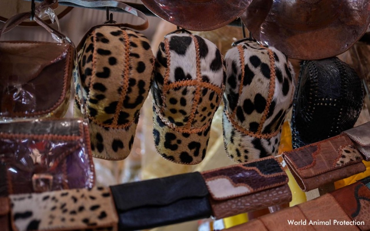 Productos hechos con partes de jaguar vendidos en el mercado El Campesino en Bolivia