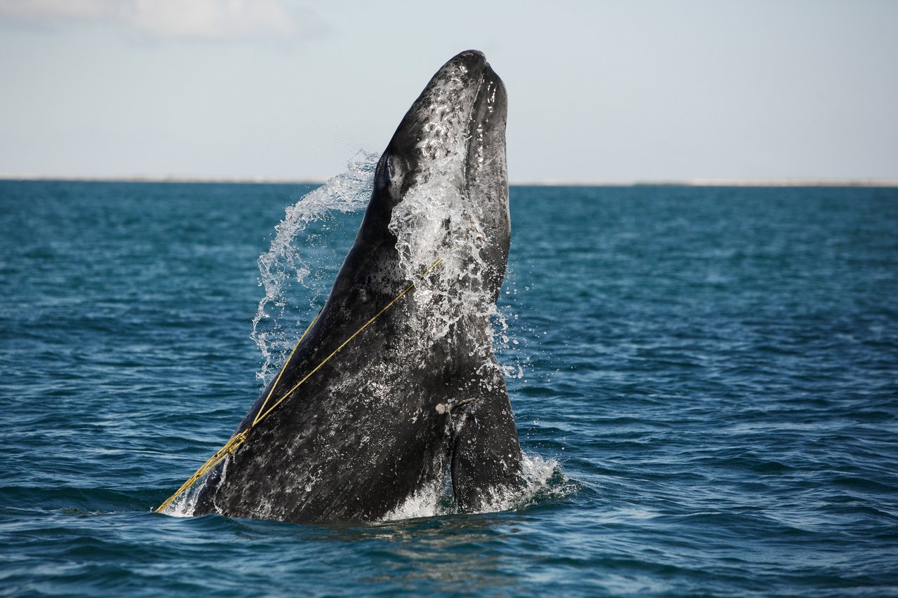 Salvando baleias das redes de pesca na América Latina