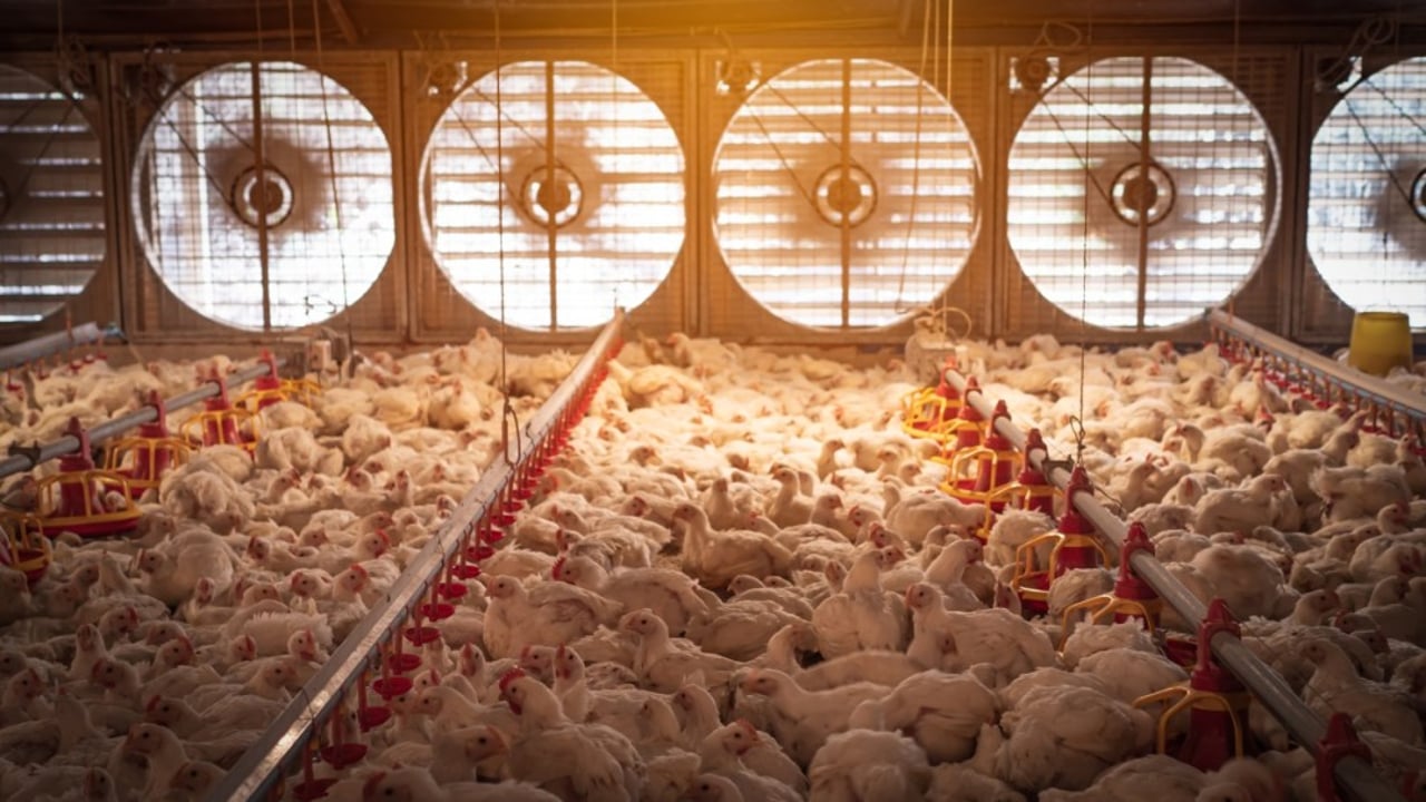 Frangos em um galpão de uma fazenda industrial intensiva