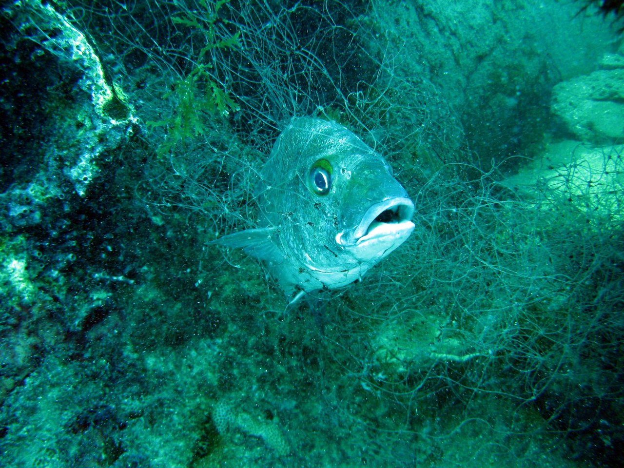 Peixe enroscado em rede de pesca fantasma, abandonada ou perdida na costa brasileira