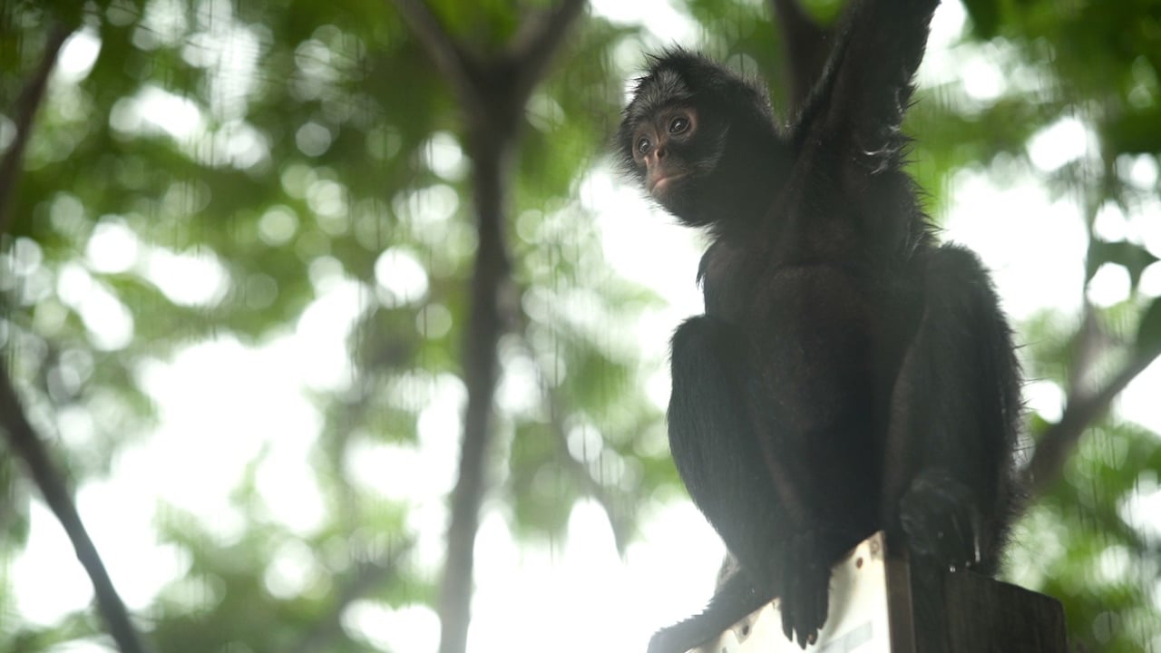 Macaco-prego em um galho de árvore