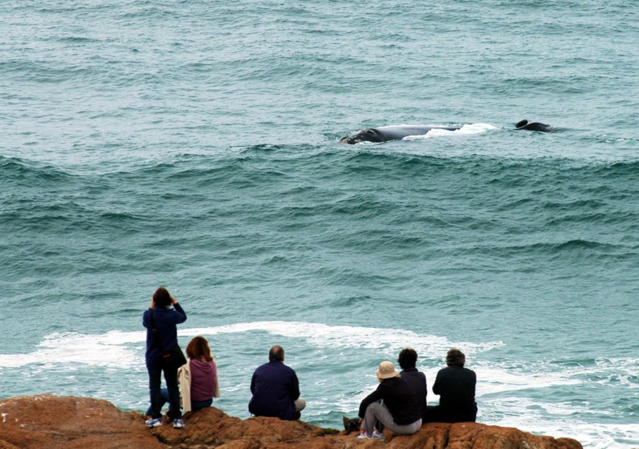 Turistas observam baleias-franca-austral. Imagem: ProFRANCA-Instituto Australis