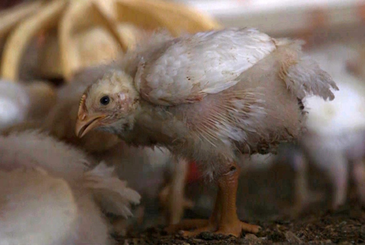 Filhote de frango criado em um sistema industrial intensivo de produção