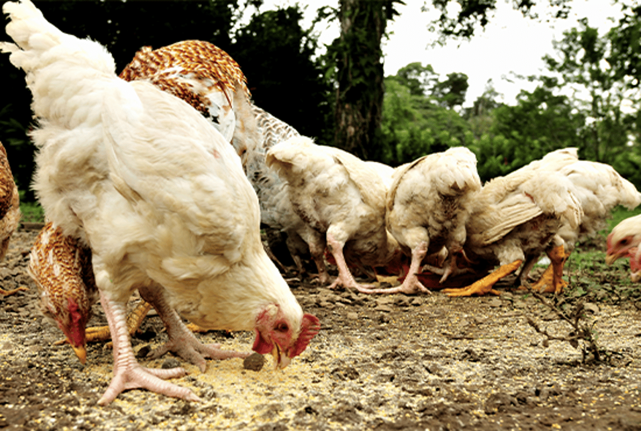 Filhote de frango criado em um sistema industrial intensivo de produção
