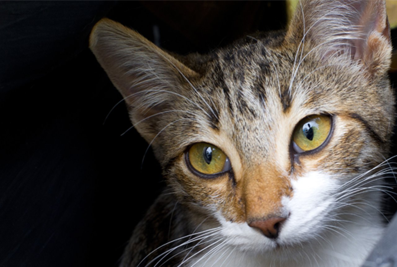 Gato olhando para a lateral da câmera