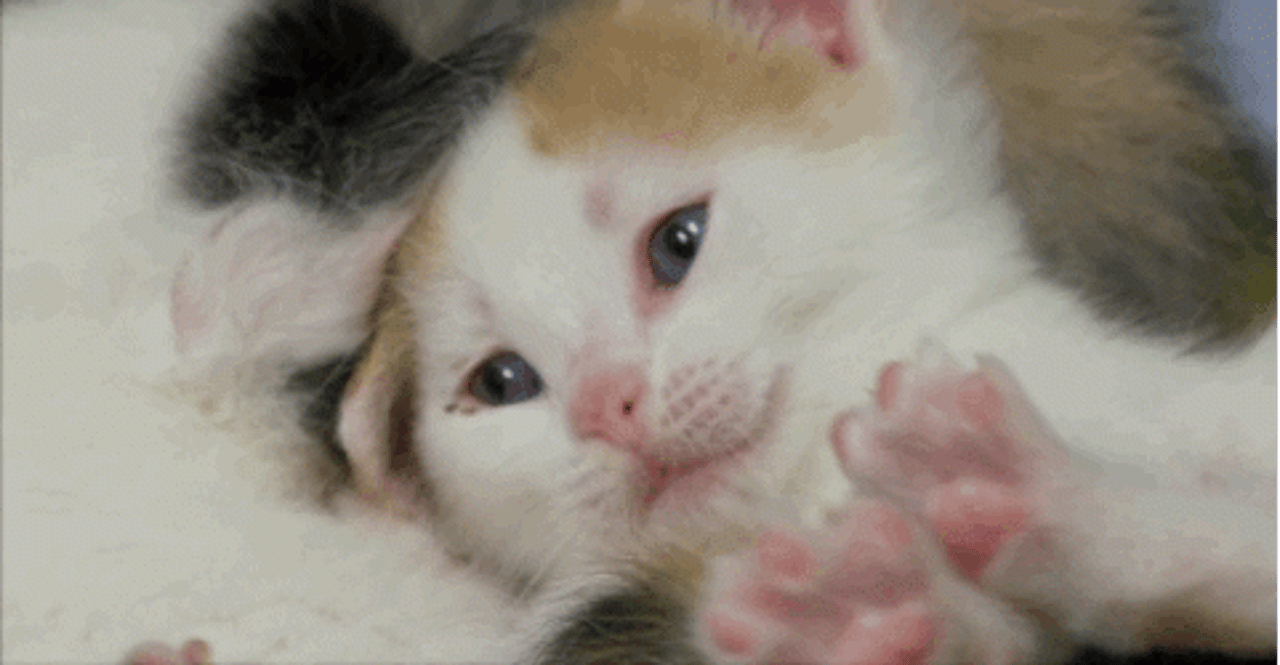 gatinho