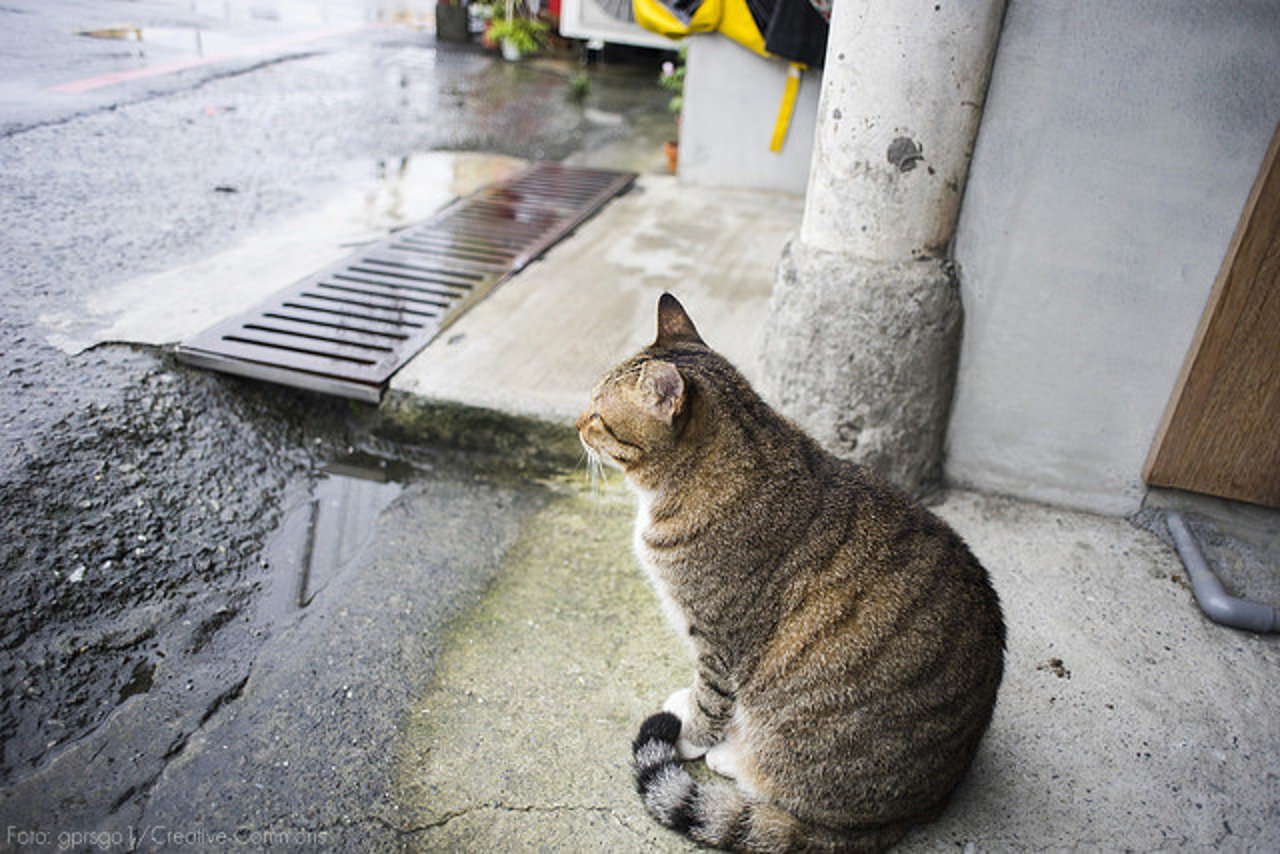 gatoderua