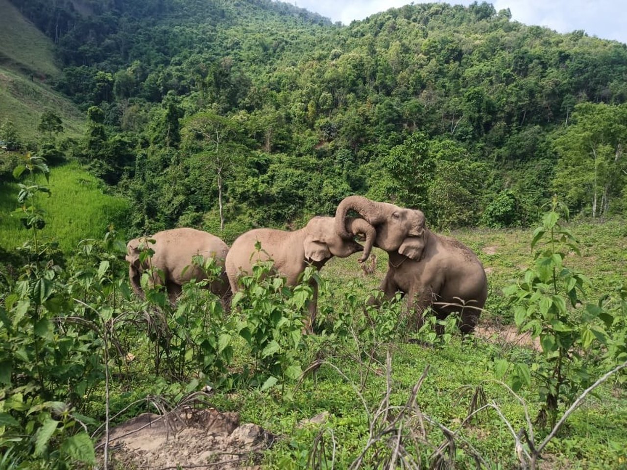 Elefantes livres, vivendo em um santuário