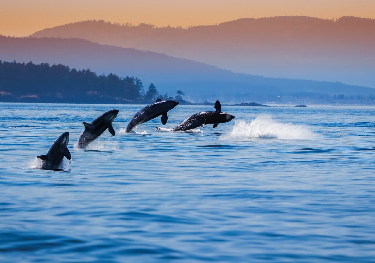 Orcas in the wild