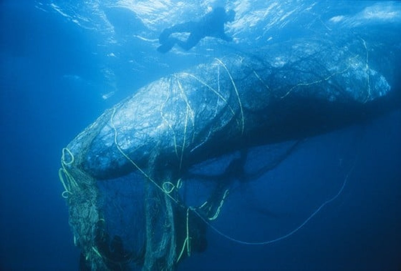 ghost_gear_entangled_whale