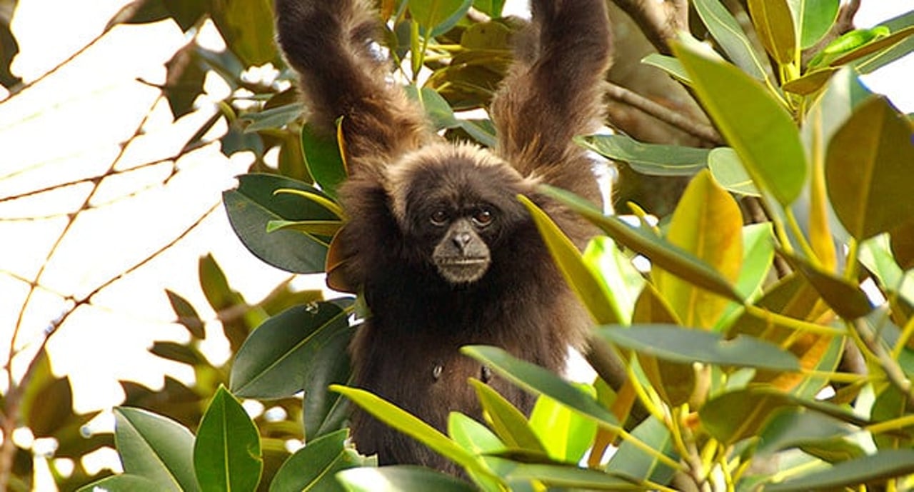 gibbon