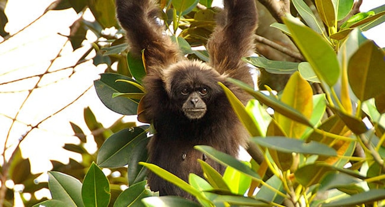 gibbon