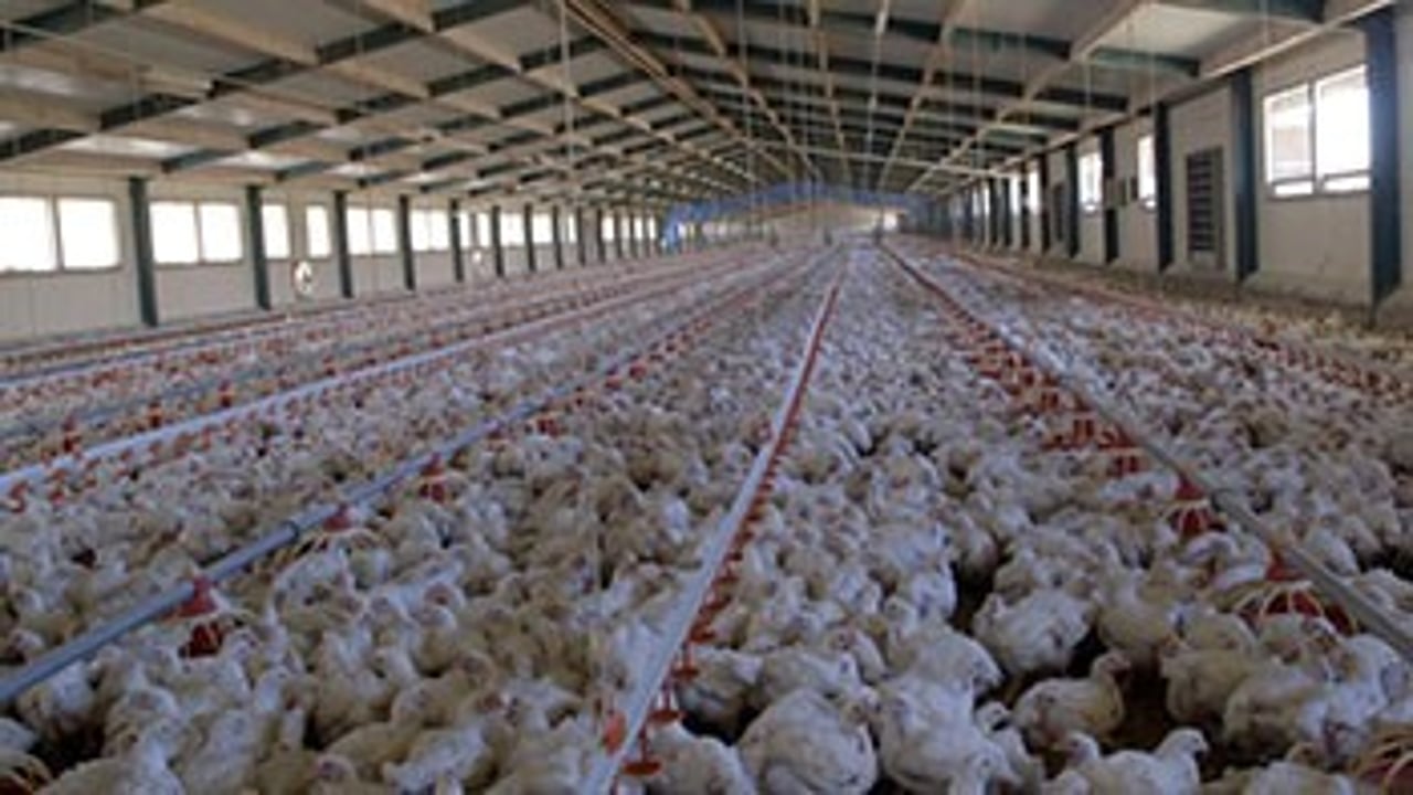 global-food-systems-chickens