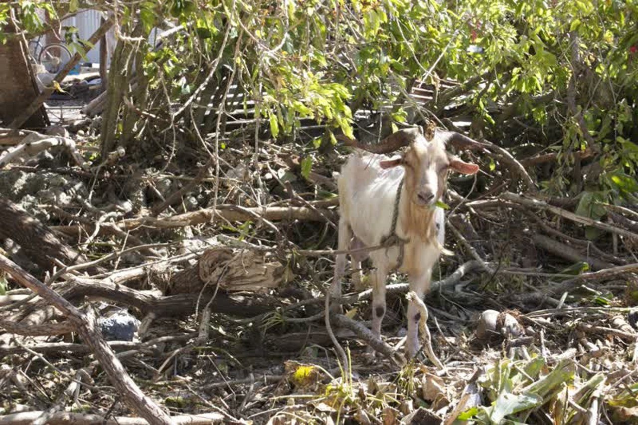 goat_vanuatu_800x533_1015537