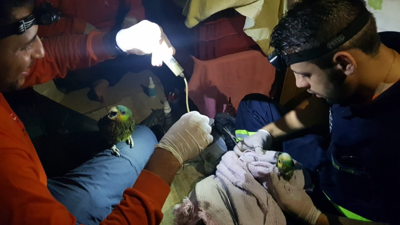 Médicos veterinários prestam atendimento a aves vítimas dos incêncios no Pantanal - 2020