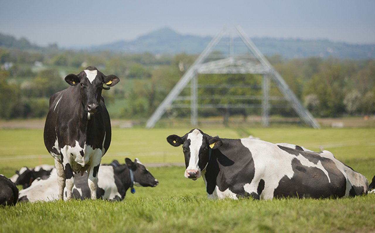 Vaca malhada (preto e branco) deitada no chão, acorrentada pelo pescoço, em um sistema de criação intensiva