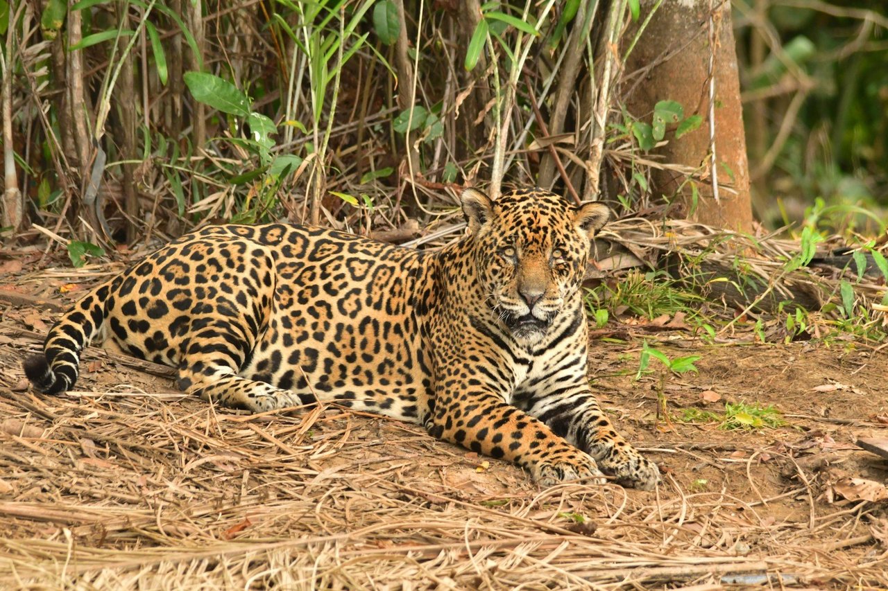 Pantanal Jaguar