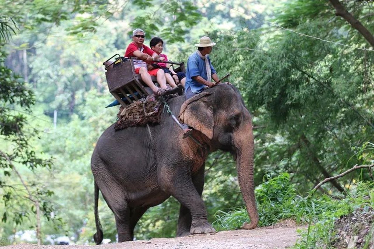 Elefantes explorado pela indústria madeireira, carregando uma pessoa nas costas enquanto uma corta está amarrada em seu corpo para puxar pedaços de madeira