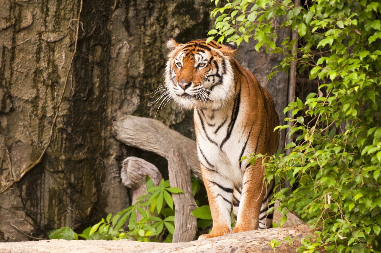 tiger in the wild