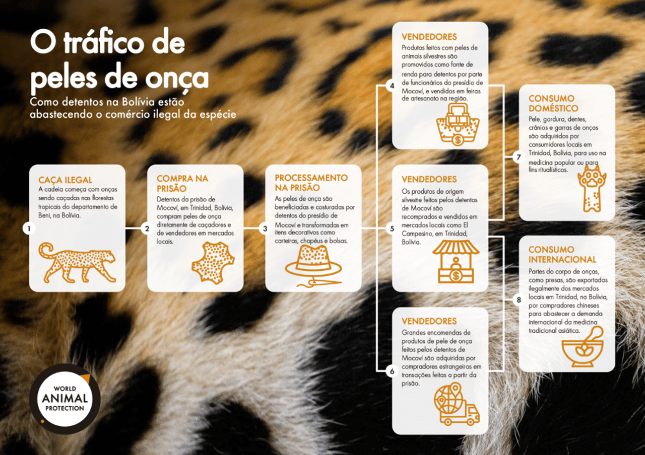 Infográfico exemplica todas as etapas do comércio de peles de onças-pintadas que acontece em um presídio na Bolívia
