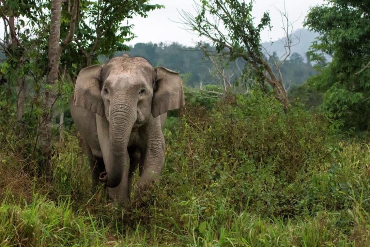 An elephant in the wild