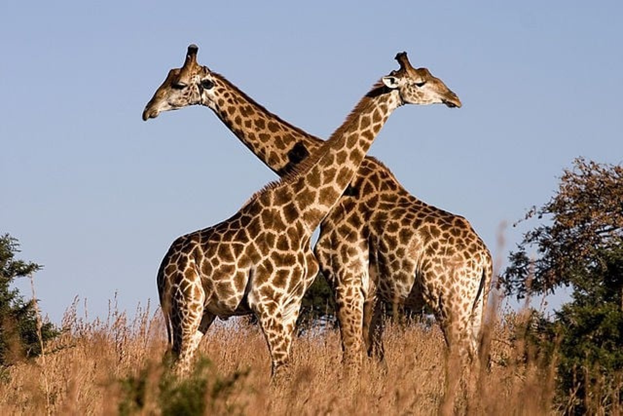 jirafas_2