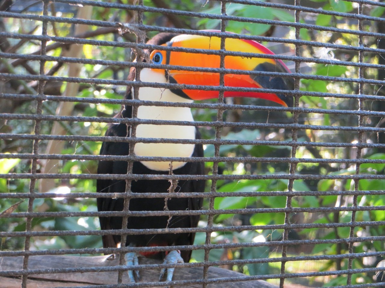 Tucano-toco atrás de grades (Foto: Joel Abroad/Flickr)