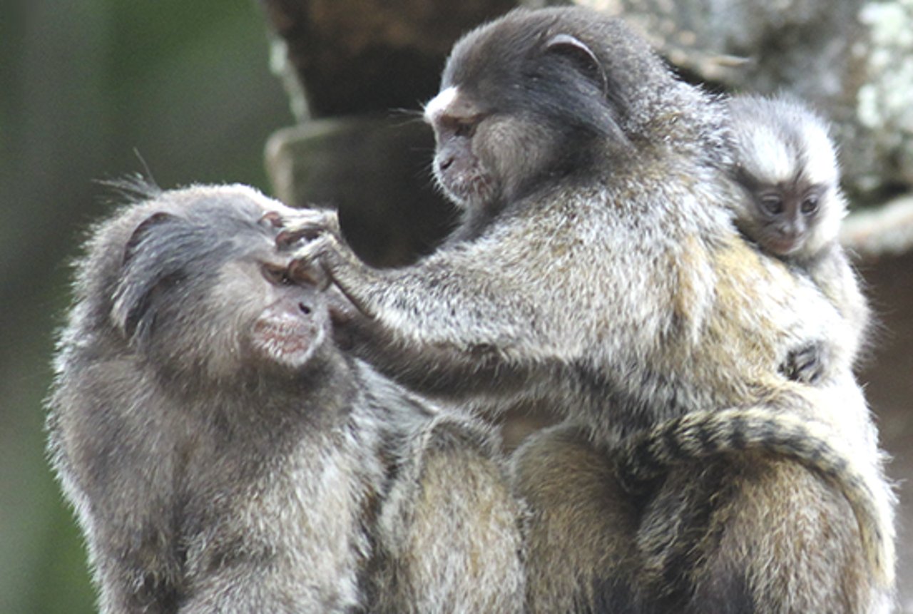 Sagui comendo um inseto, em cima de um galho de árvore