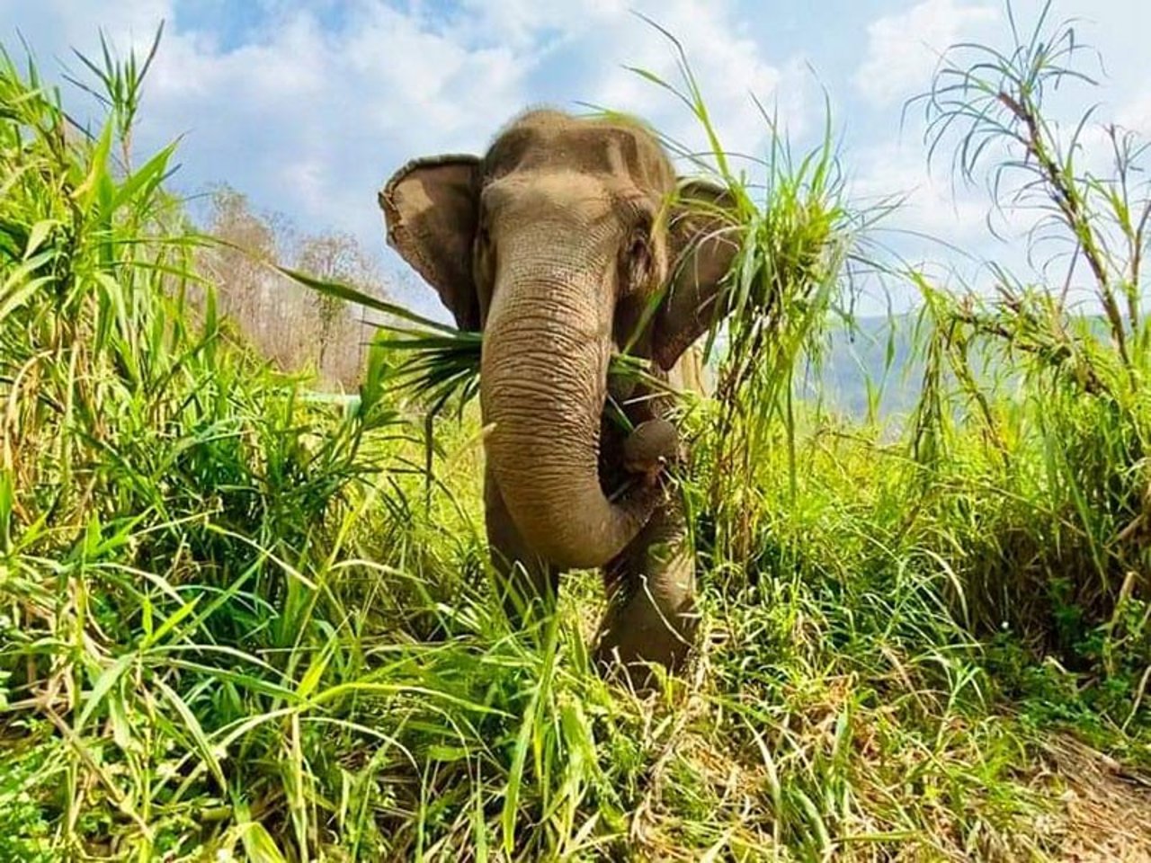 elephant mae dok