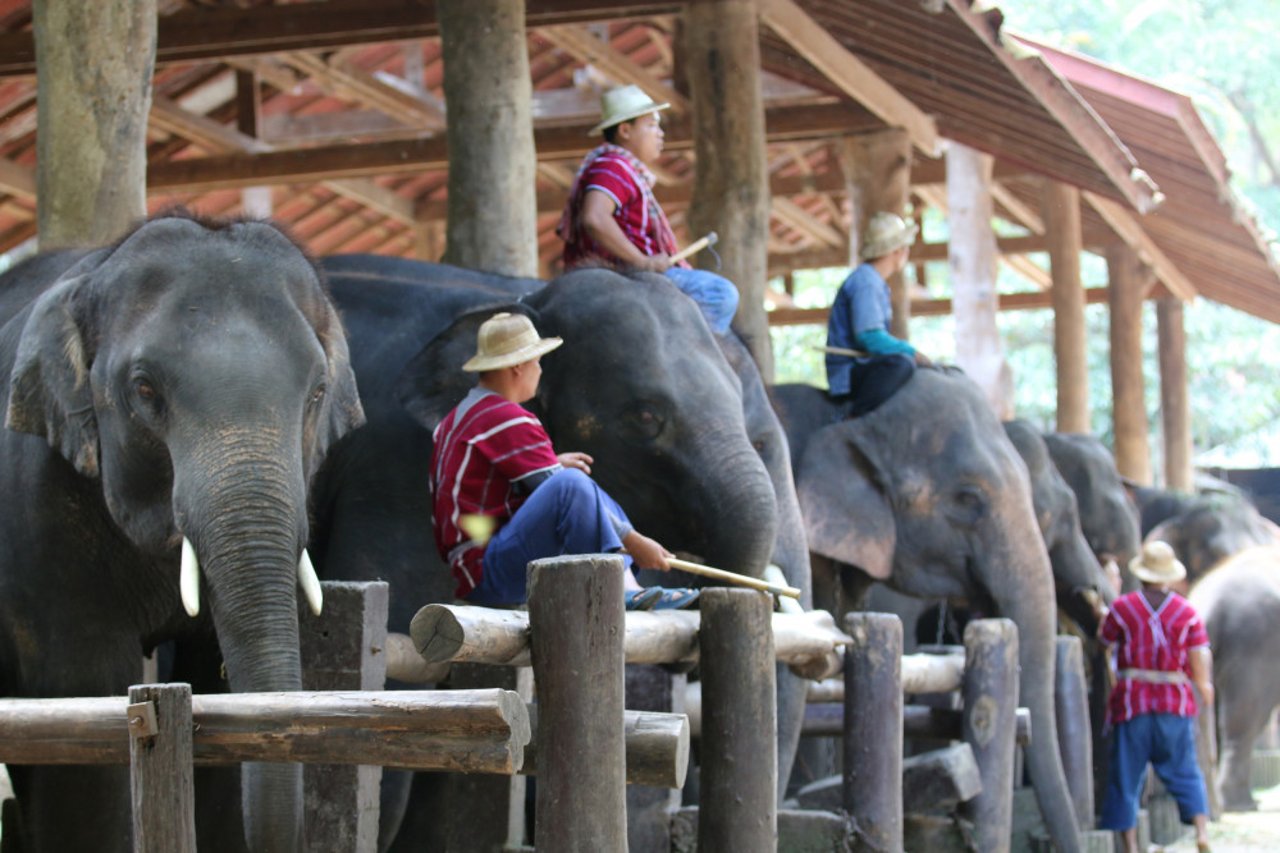 mahouts_and_elephants_in_thailand_homepage_hero
