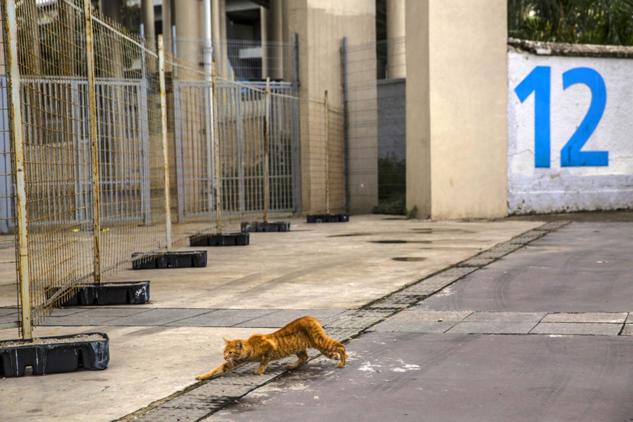 maracana_stray_cats_credit_to_world_animal_protection_dado_galdieri_00