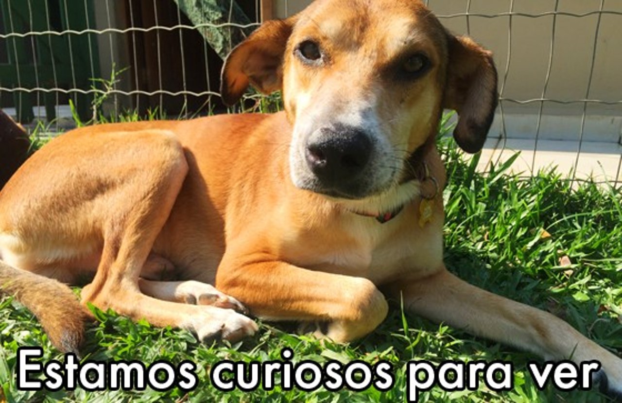 meme_hercules