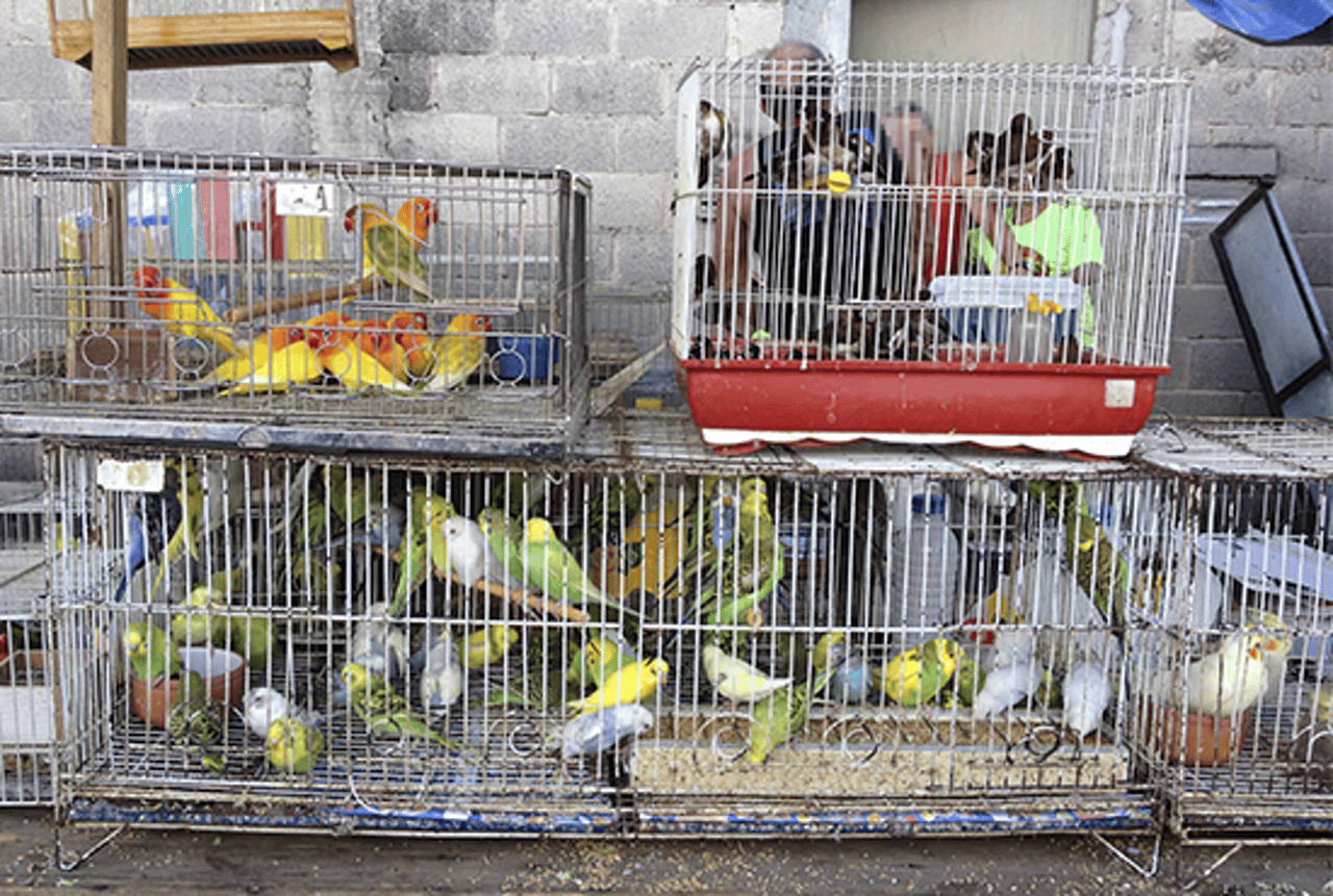 Vendedor de um &quot;wet market&quot; com uma cobra no pescoço. Ao fundo, diversas gaiolas com as mais diversas espécies à venda.