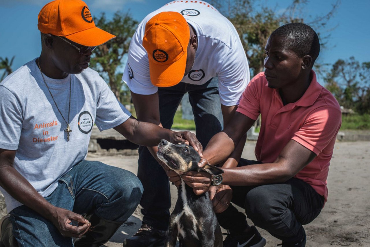 mocambique-intervencao-doggy-atendimento
