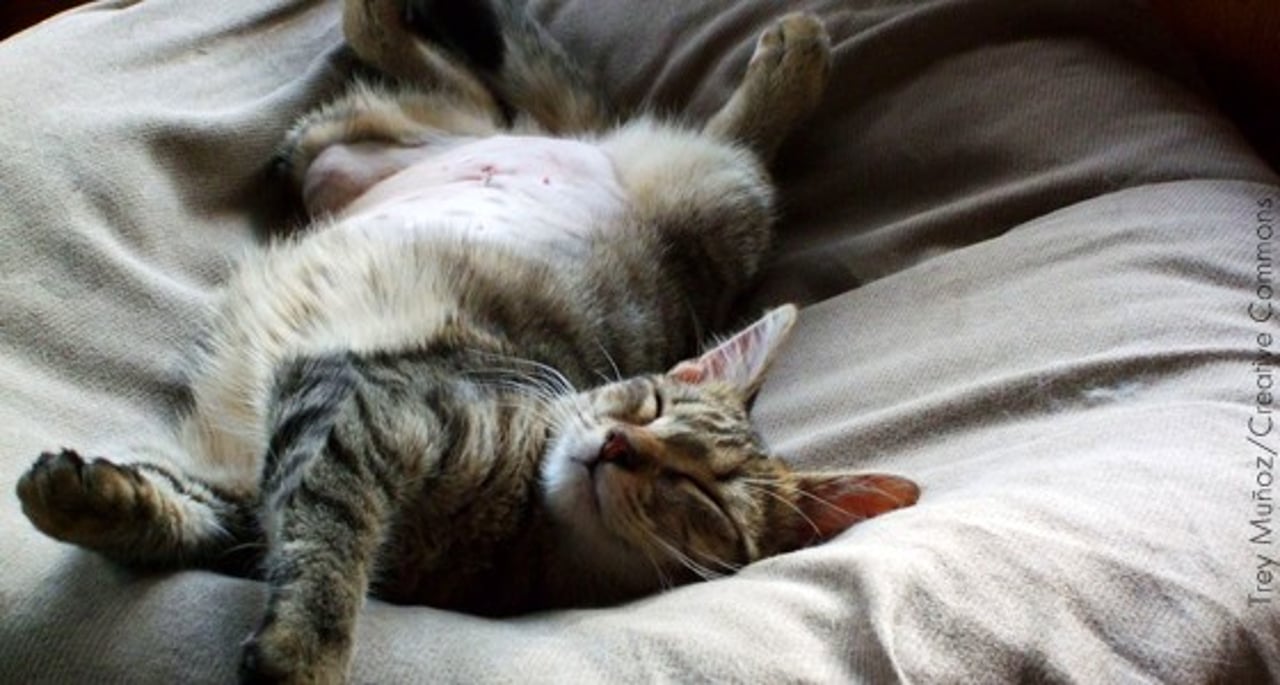 mostreabarriguinha_news_gato