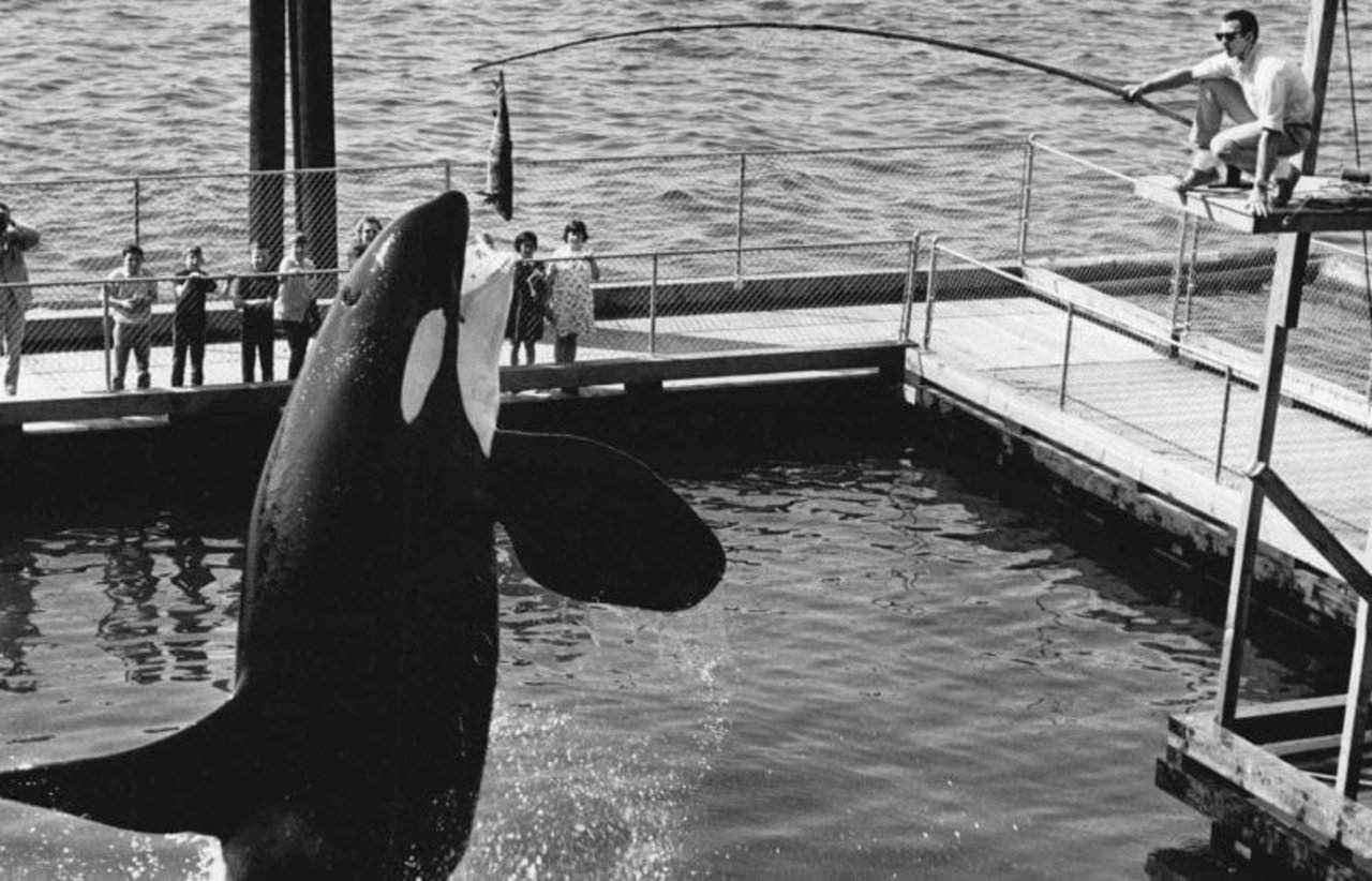 Fotografia em preto branco retrata a captura de orcas na natureza com redes