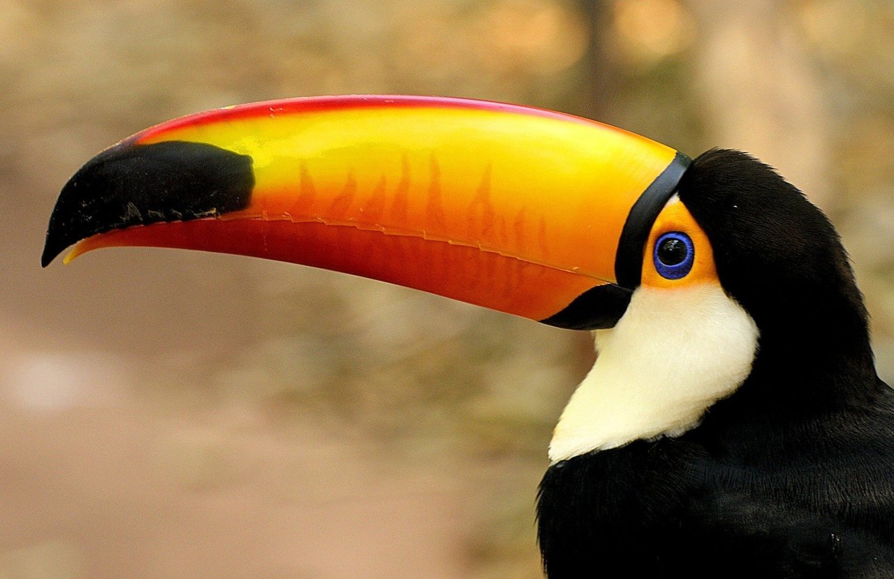 Tucano-toco atrás de grades (Foto: Joel Abroad/Flickr)