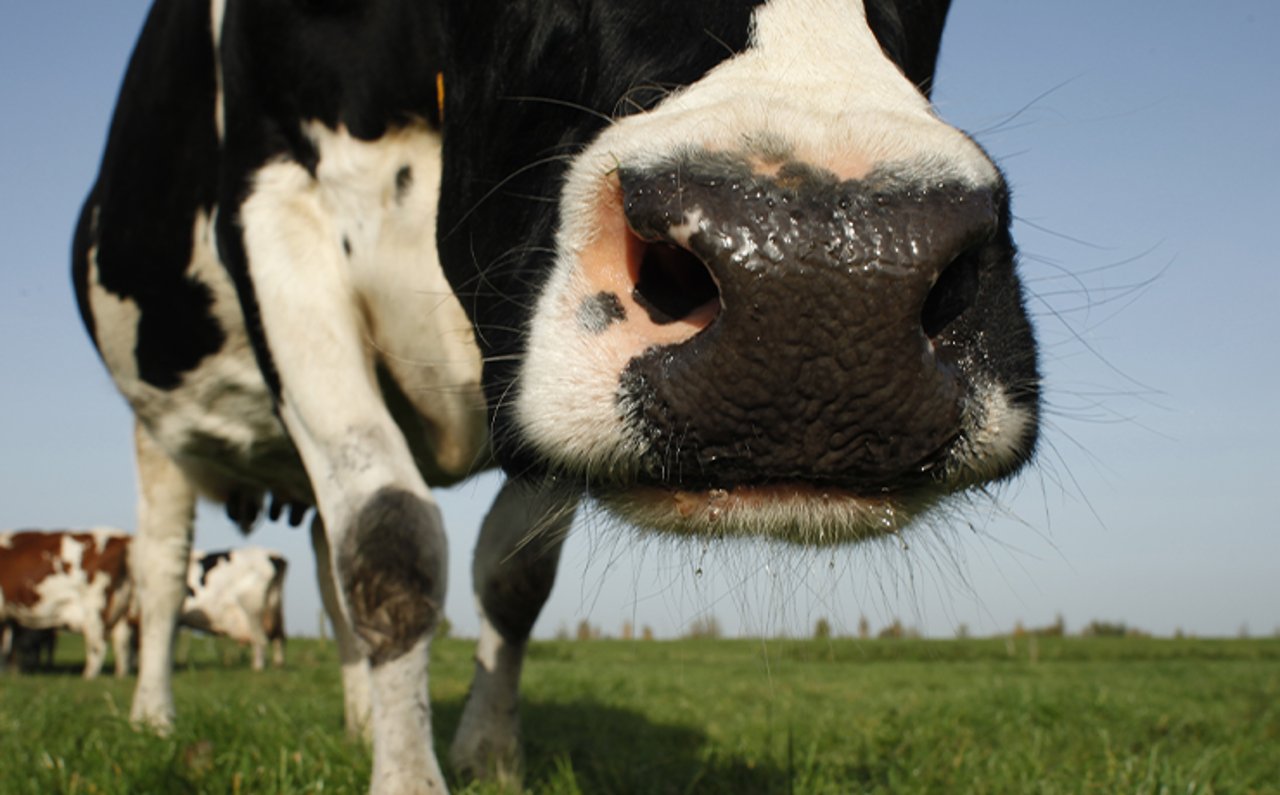 Vaca malhada (preto e branco) deitada no chão, acorrentada pelo pescoço, em um sistema de criação intensiva