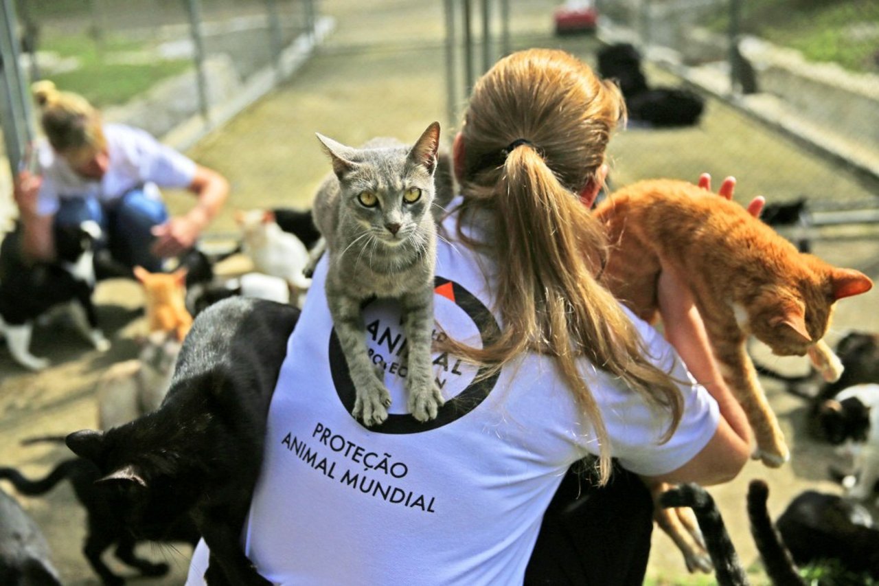 Veja o que conquistamos pelos animais em 2016