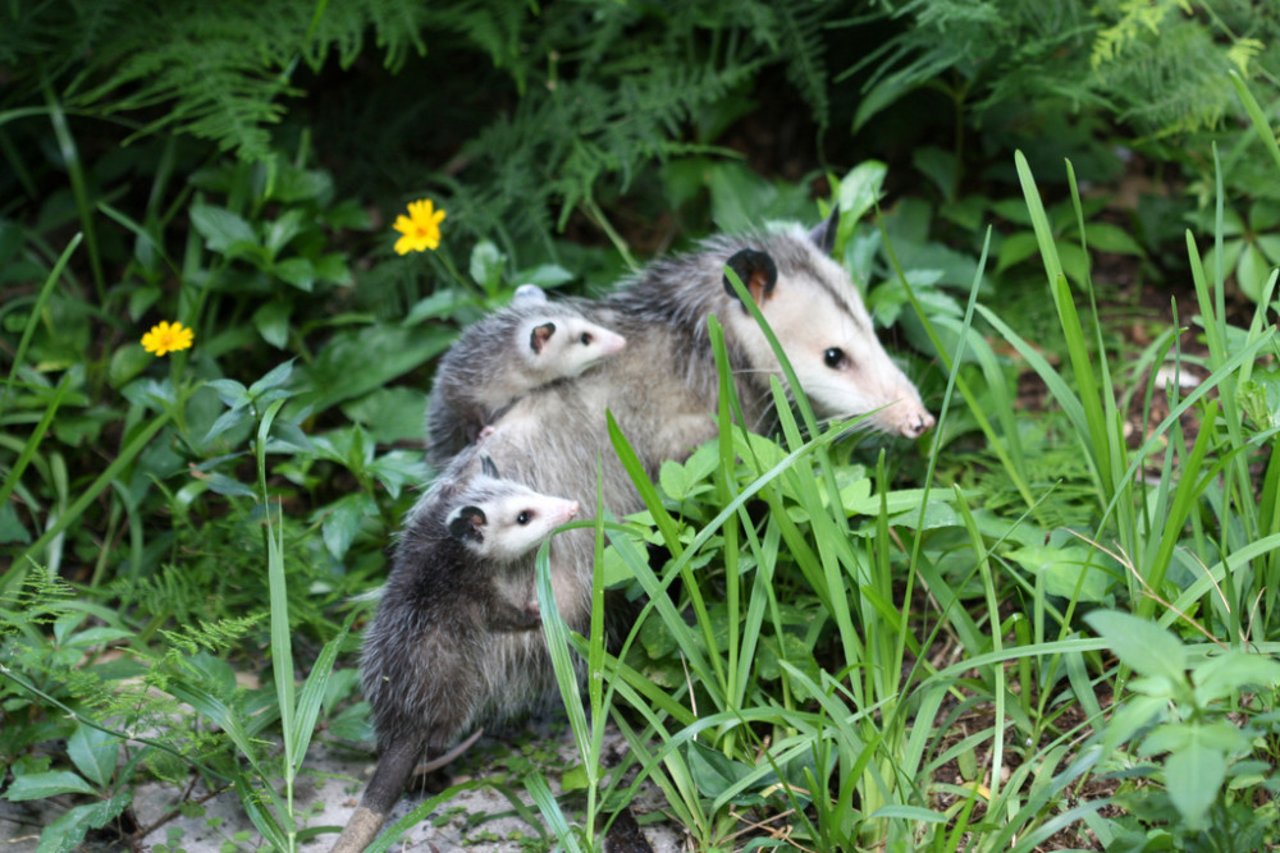 opossum_monicar_0