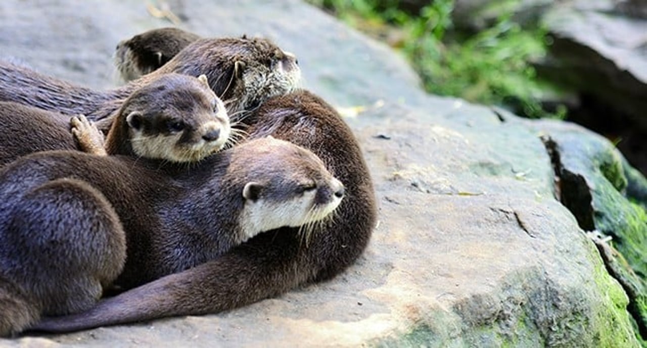 Otter family