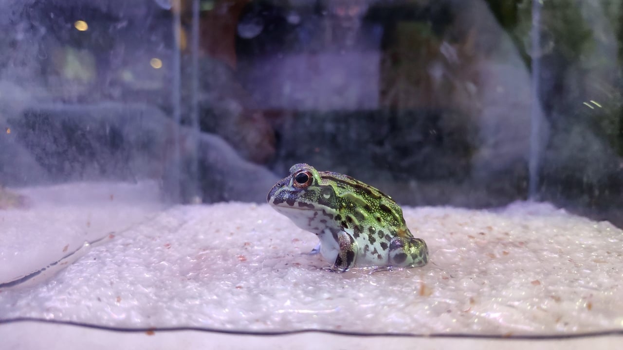 A lizard kept in a tank as a pet